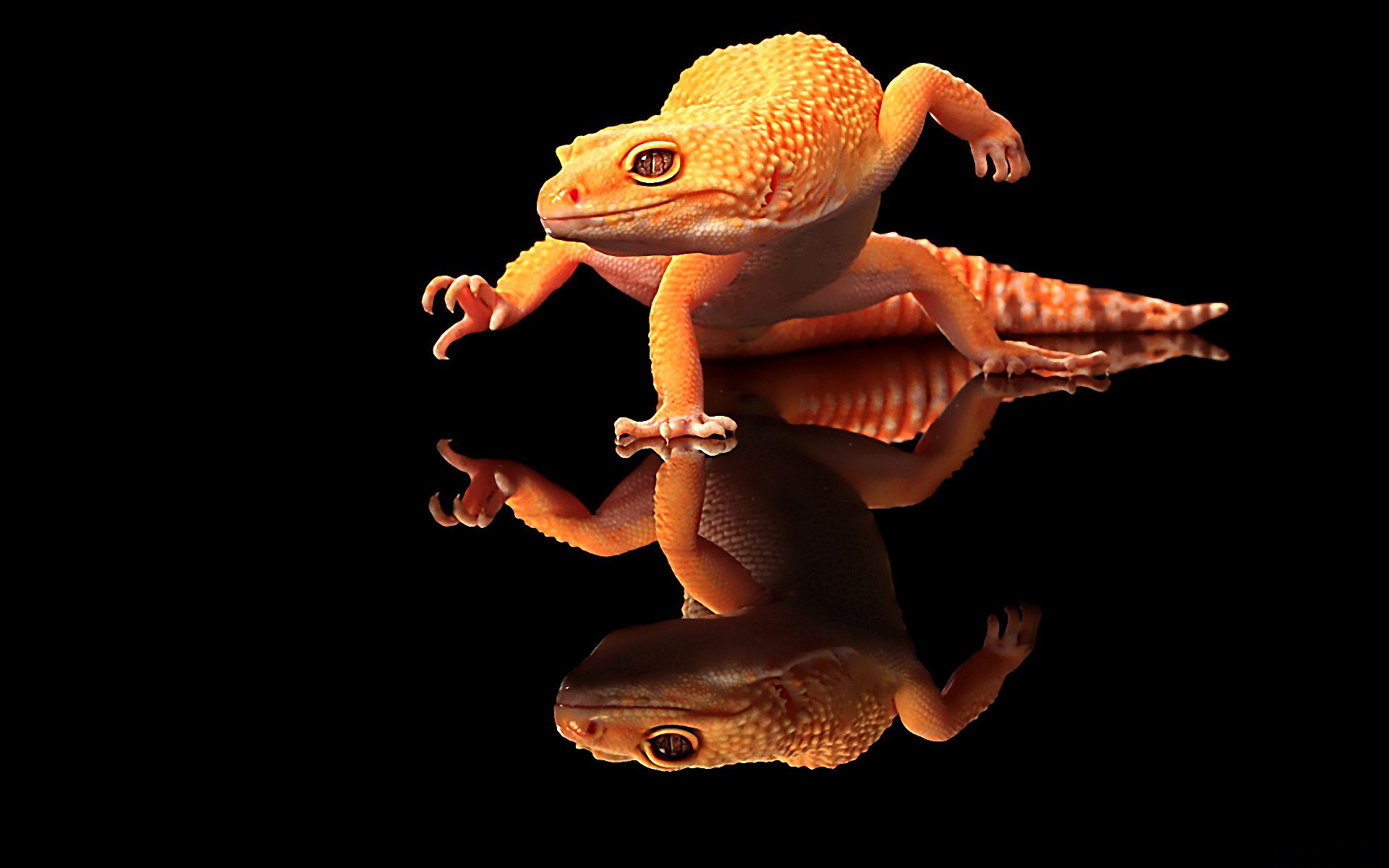 android gecko, animal, reptiles