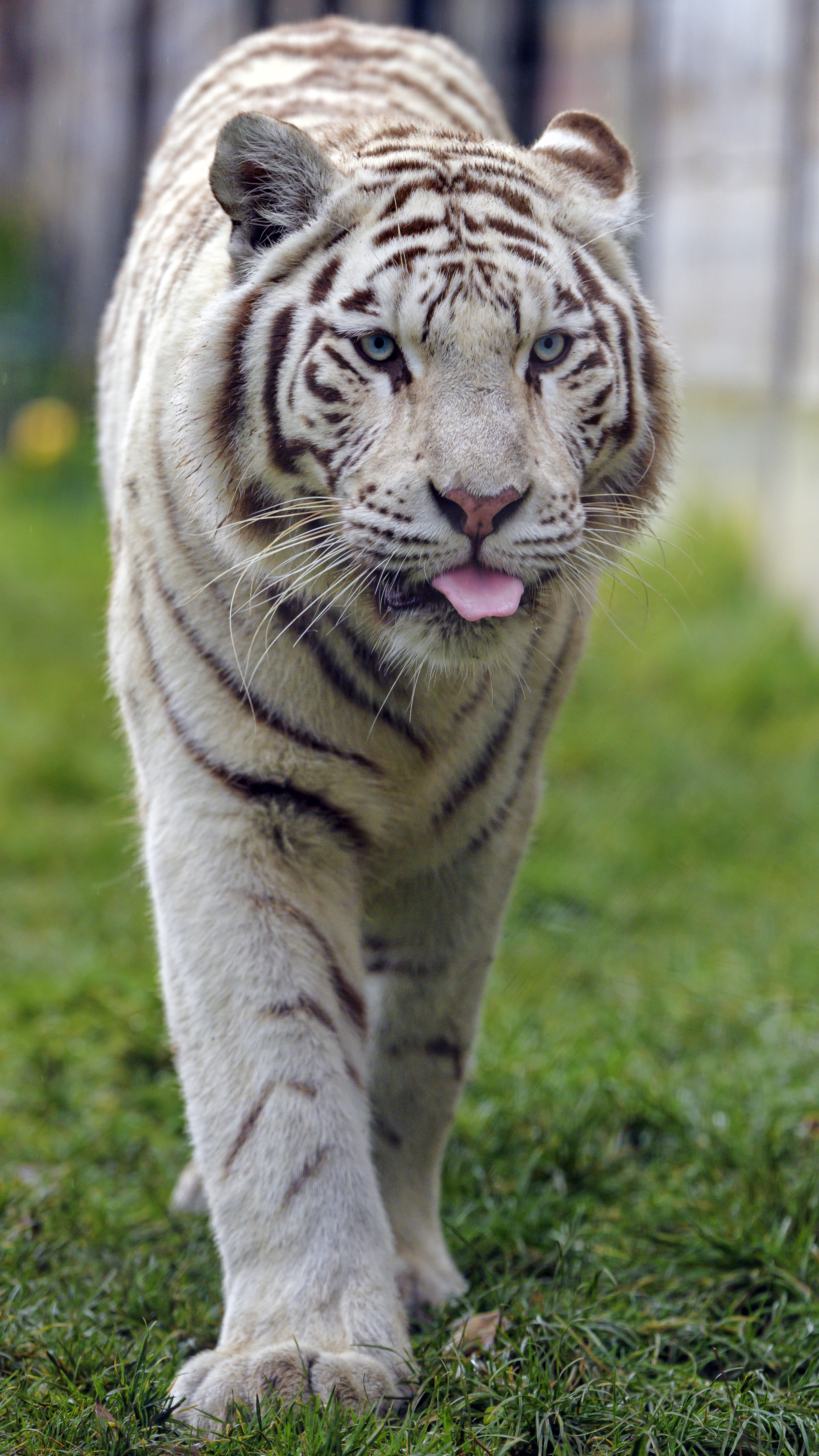 80139 скачать обои белый тигр, большая кошка, животное, тигр, животные, высунутый язык - заставки и картинки бесплатно