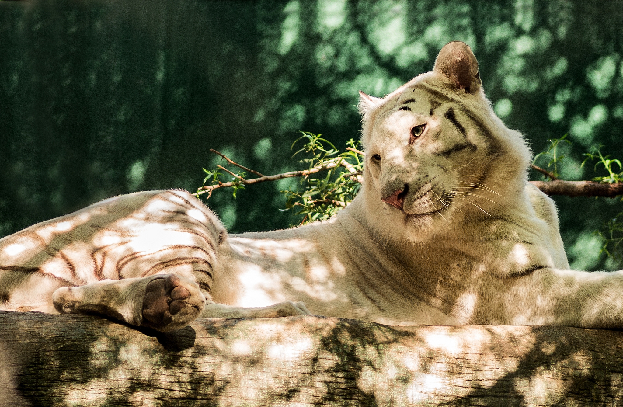 76358 baixar papel de parede tigre branco, animais, predator, predador, registro, tora - protetores de tela e imagens gratuitamente