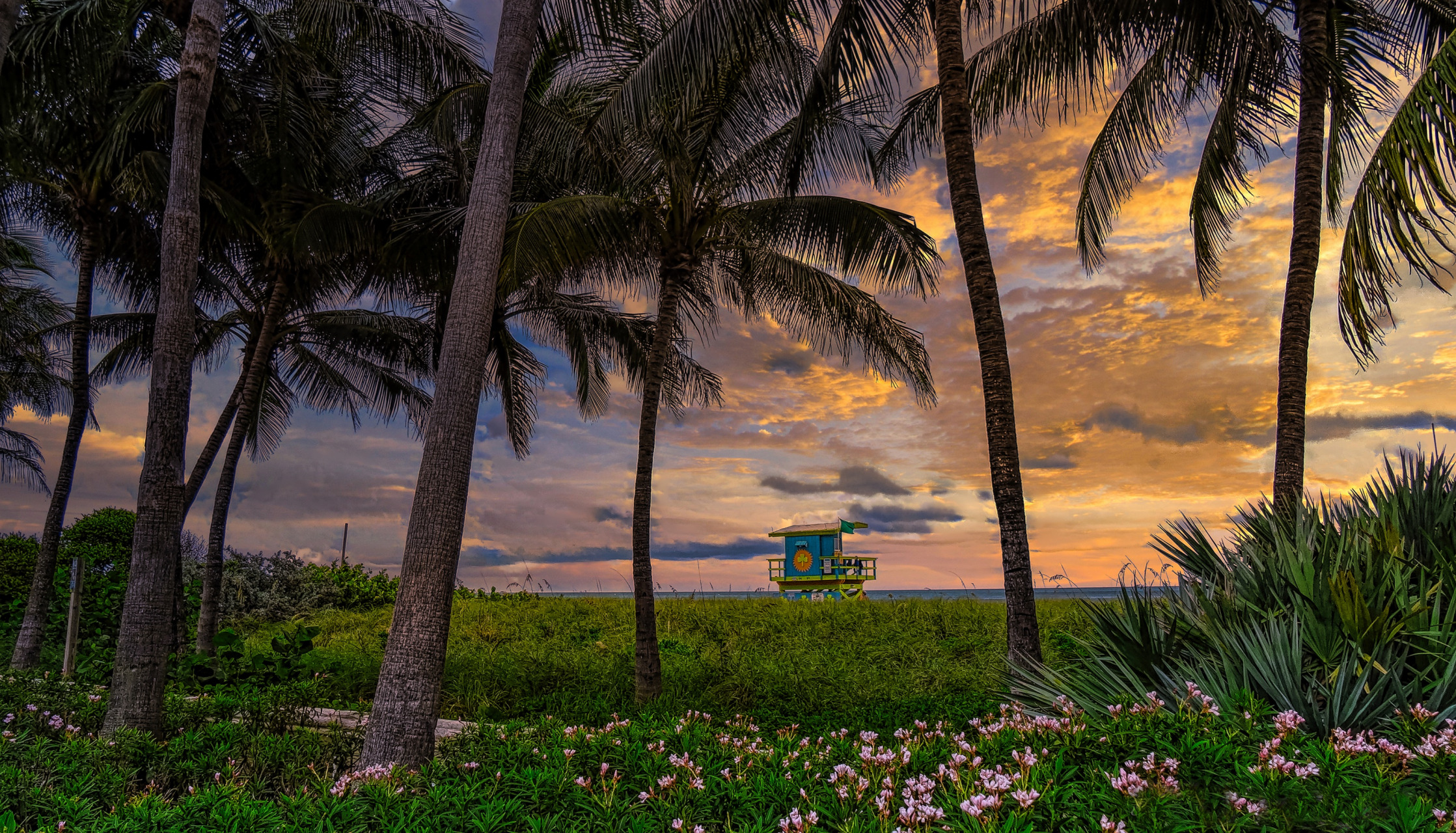 florida, miami beach, photography, beach, palm tree, sunset