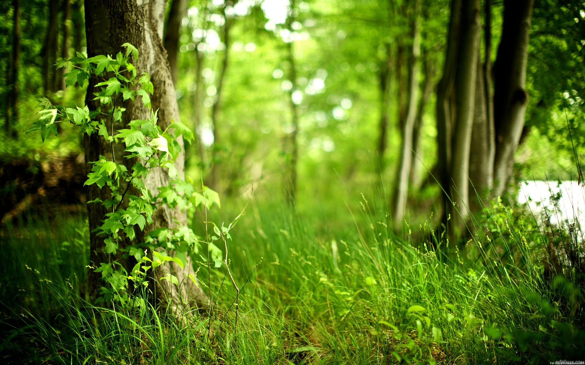 earth, forest, season, spring Full HD