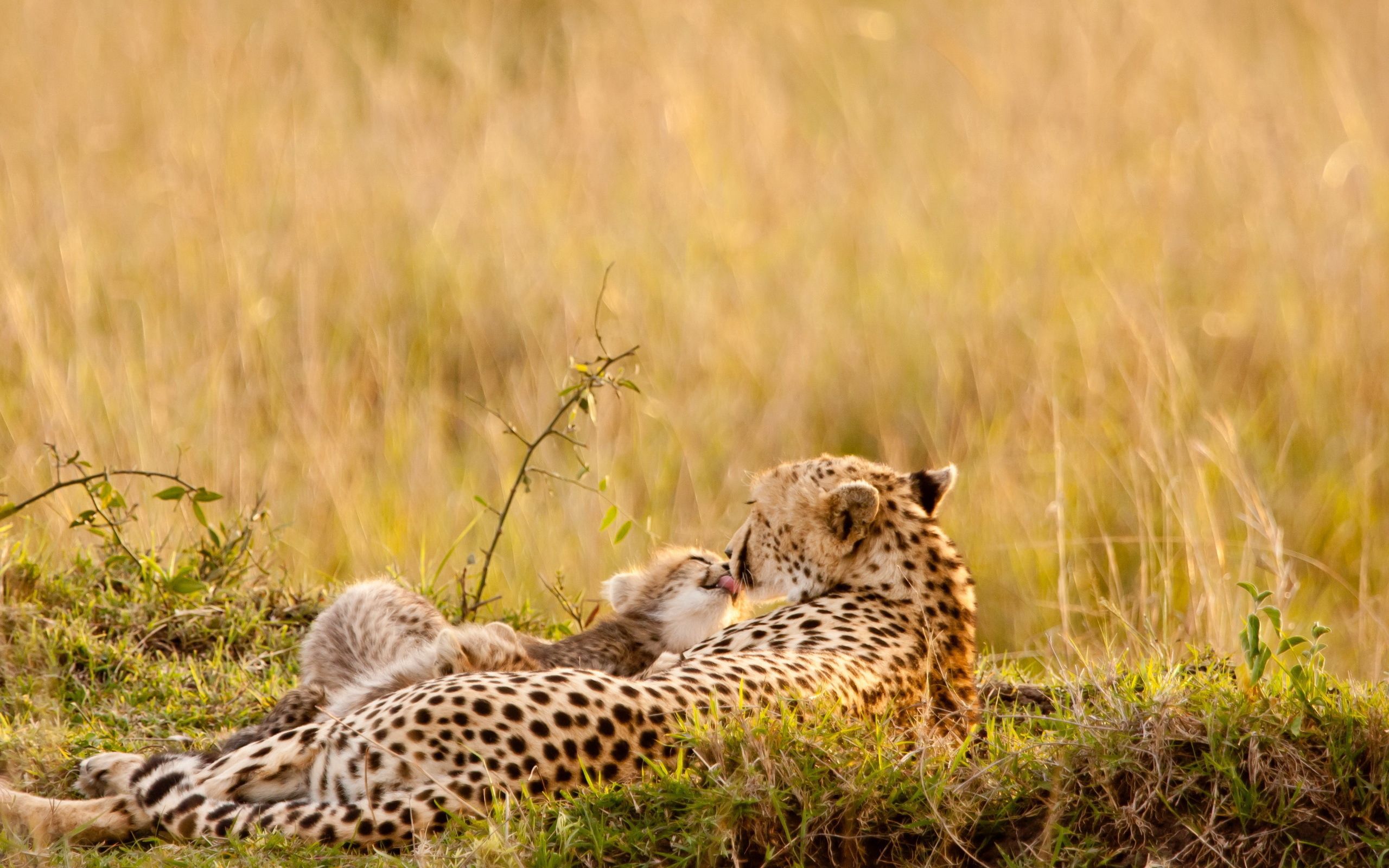 young, couple, animals, grass, leopards, pair, to lie down, lie, care, joey
