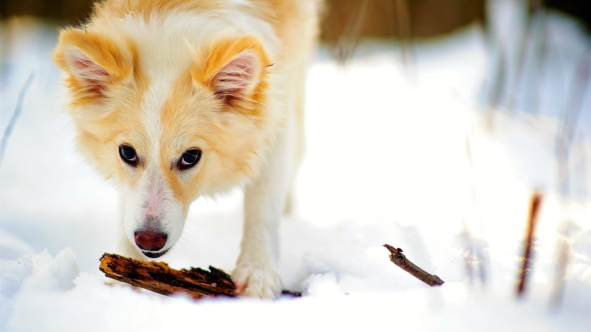 Download mobile wallpaper Dogs, Snow, Dog, Animal for free.