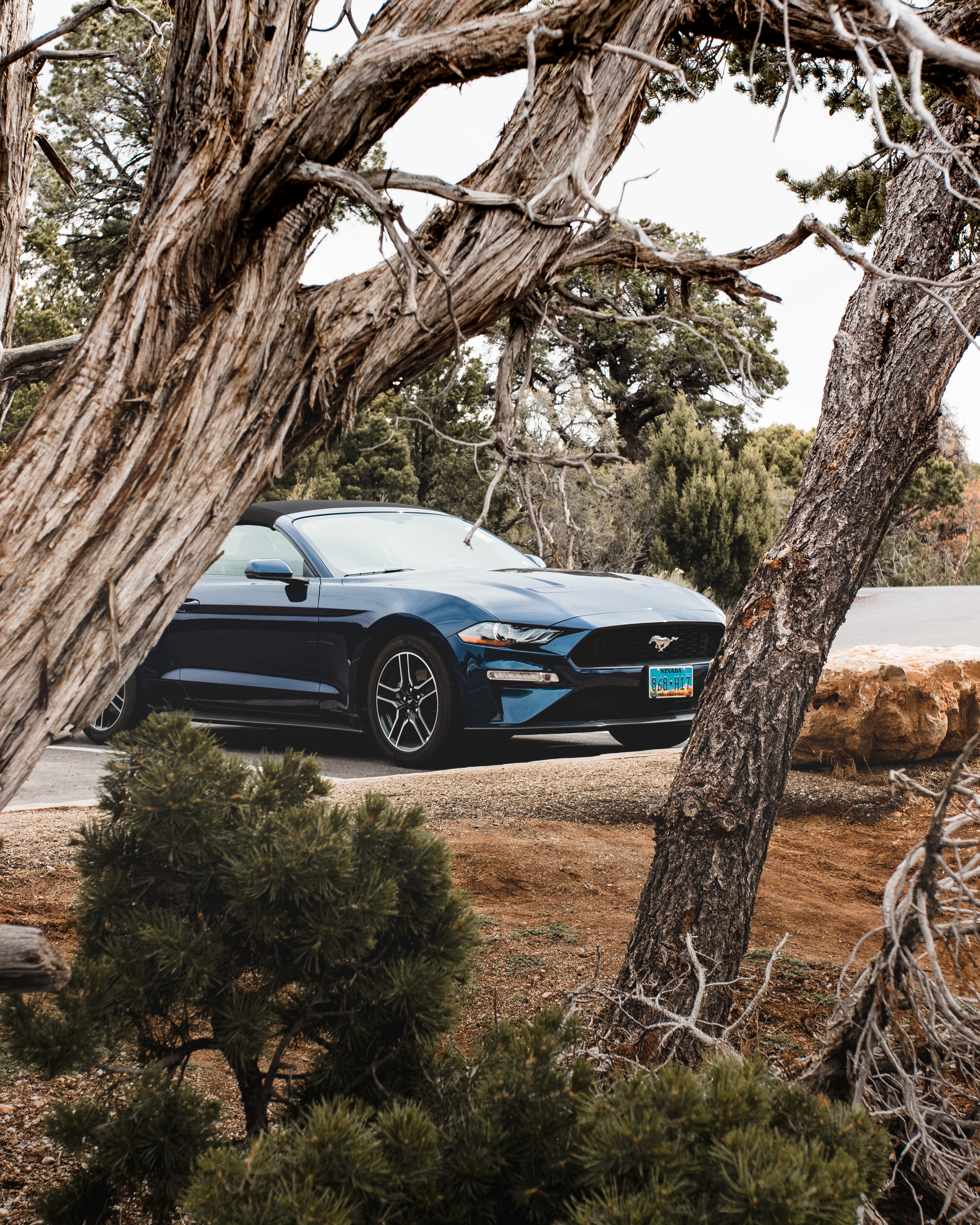 branches, trees, ford, cars, blue, car, cabriolet, ford mustang