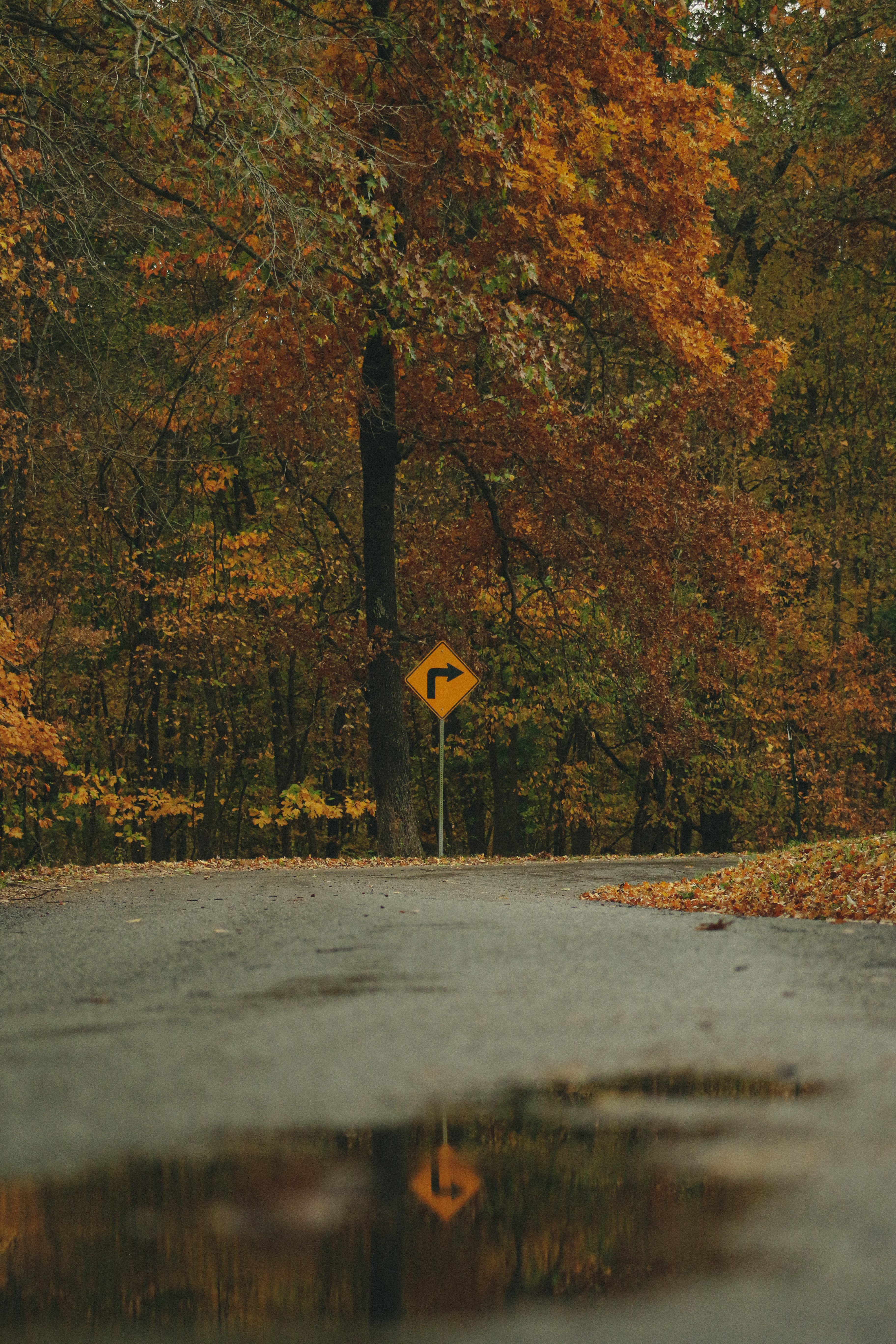 arrow, autumn, nature, trees, forest, sign 8K