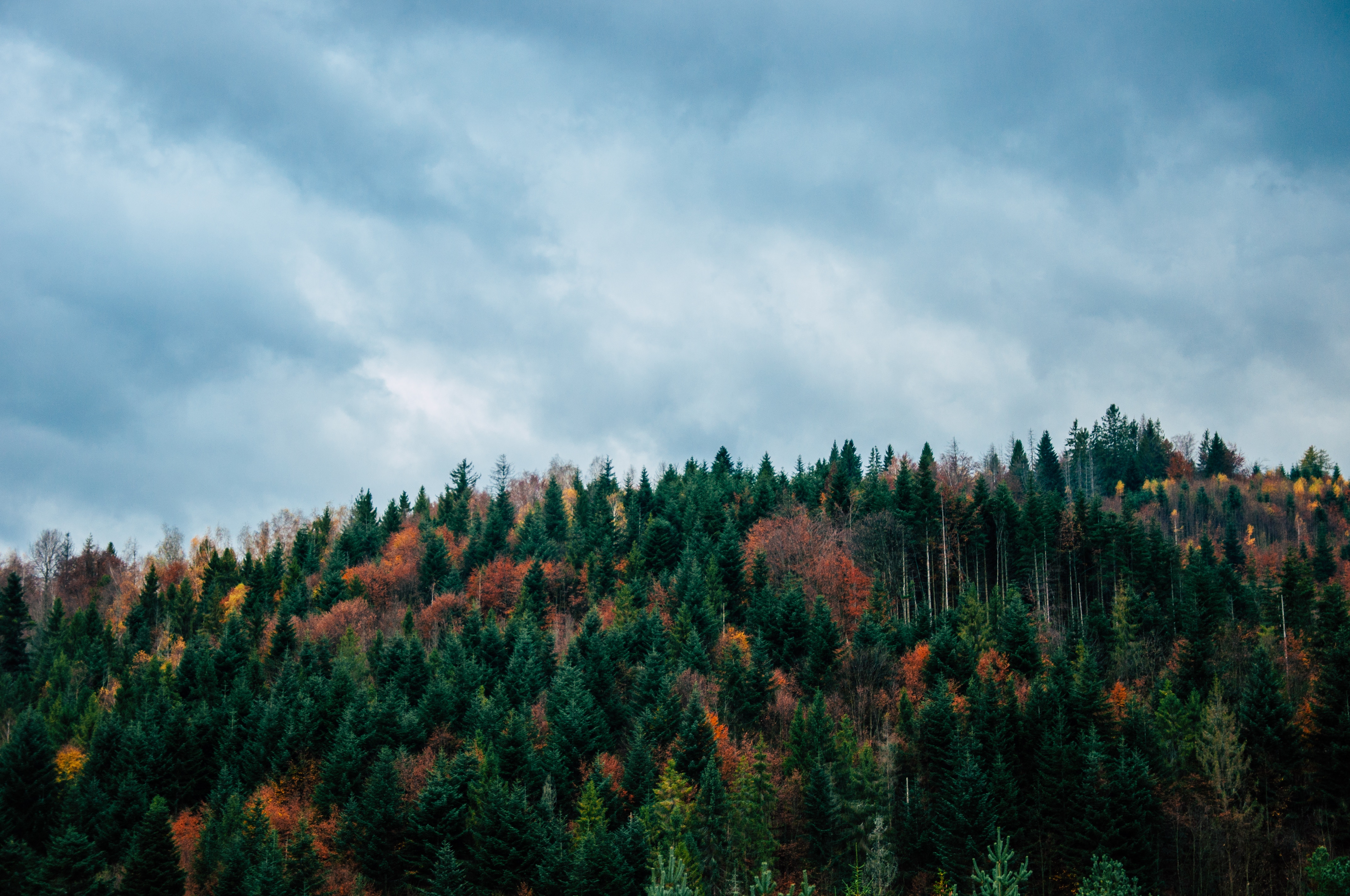HD wallpaper top, autumn, nature, trees, sky, vertex
