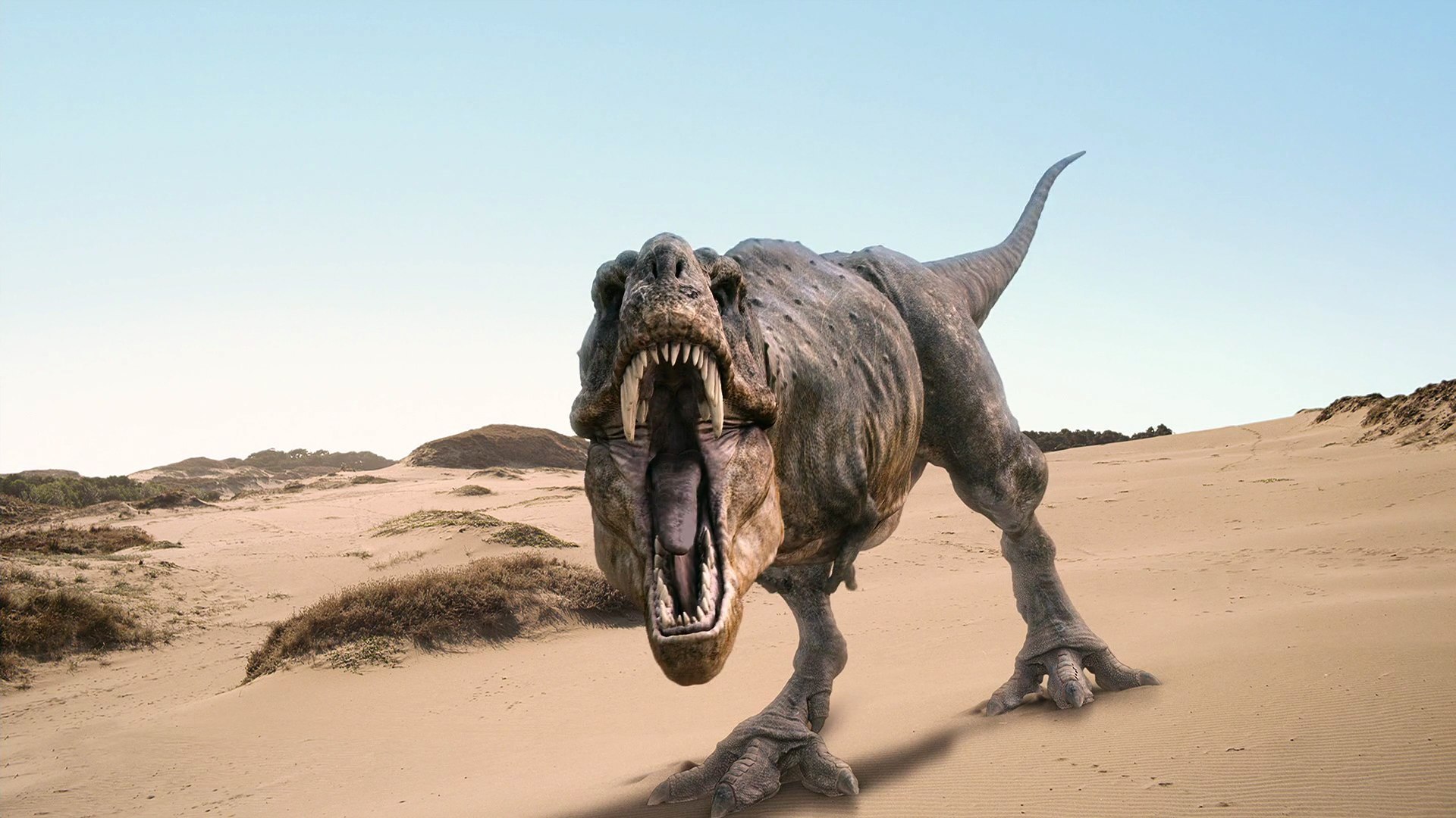 20990 télécharger le fond d'écran dinosaures, animaux - économiseurs d'écran et images gratuitement