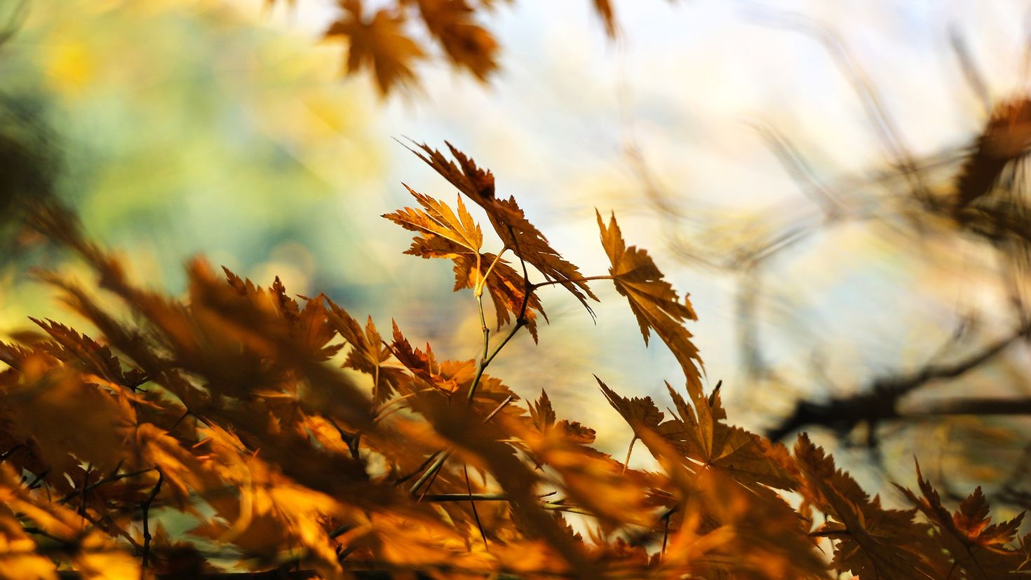 The leaves are blowing away. Улетели листья. Обои дождь. Листья летят картинки. Апрель природа фото на рабочий стол.