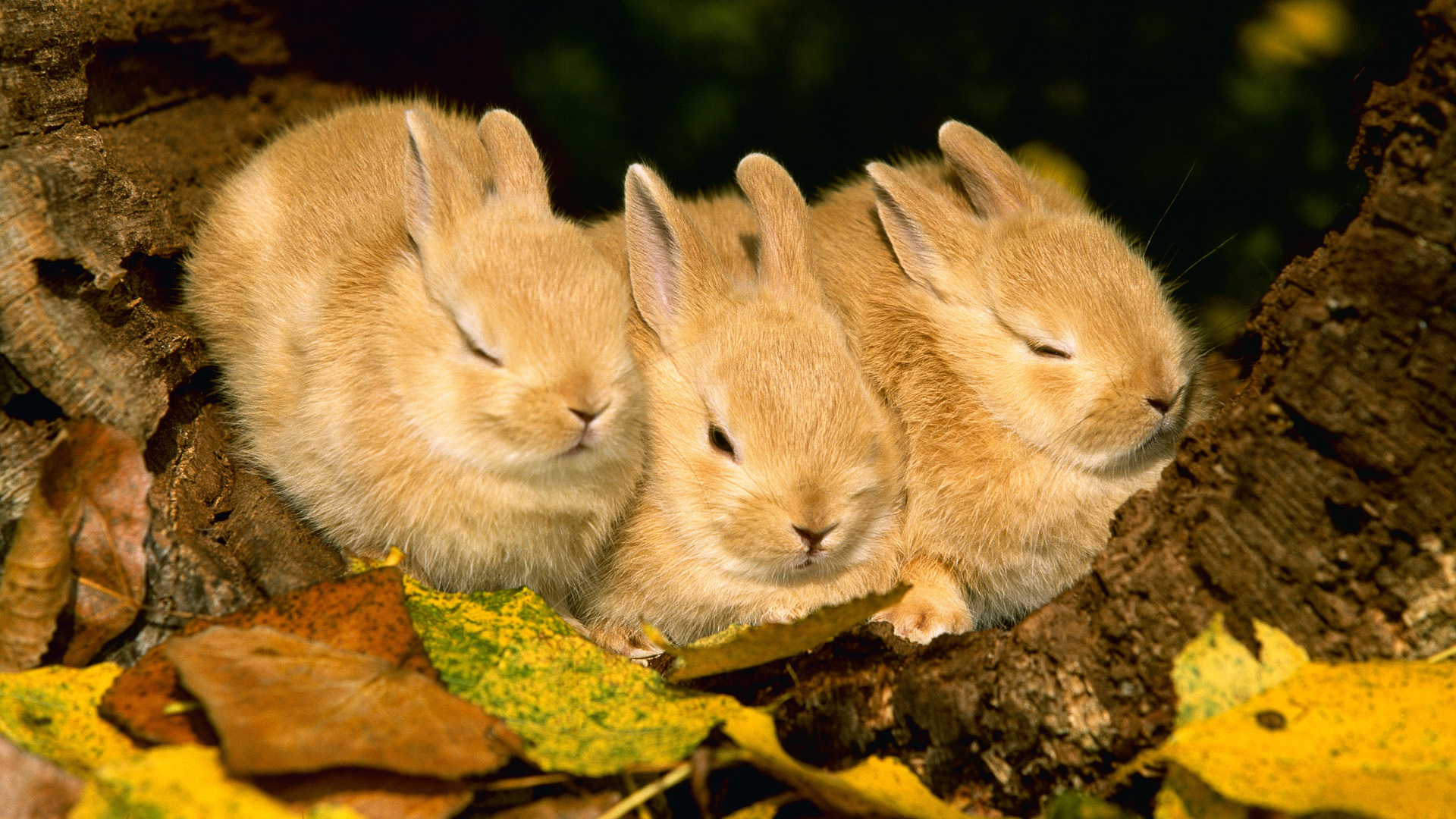 animals, rabbits mobile wallpaper