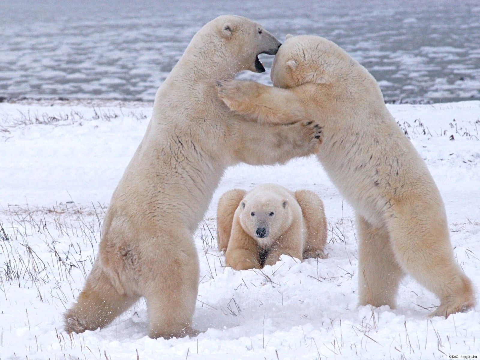animals, flock, fight, white bears, polar bears