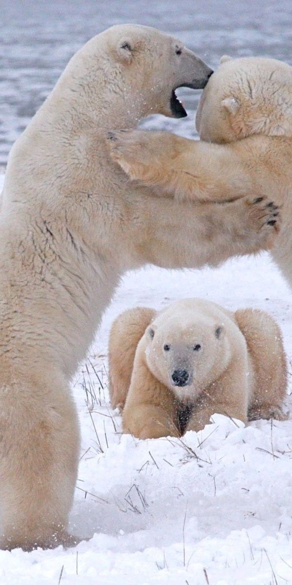 Спаривание белое. Белый медведь. Стая медведей. Стая белых медведей. Спаривание белых медведей.