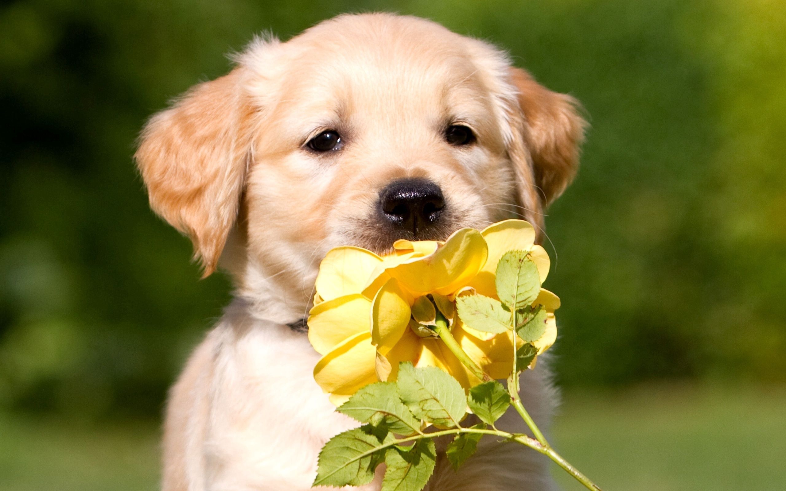 Download mobile wallpaper Puppy, Muzzle, Animals, Flower for free.