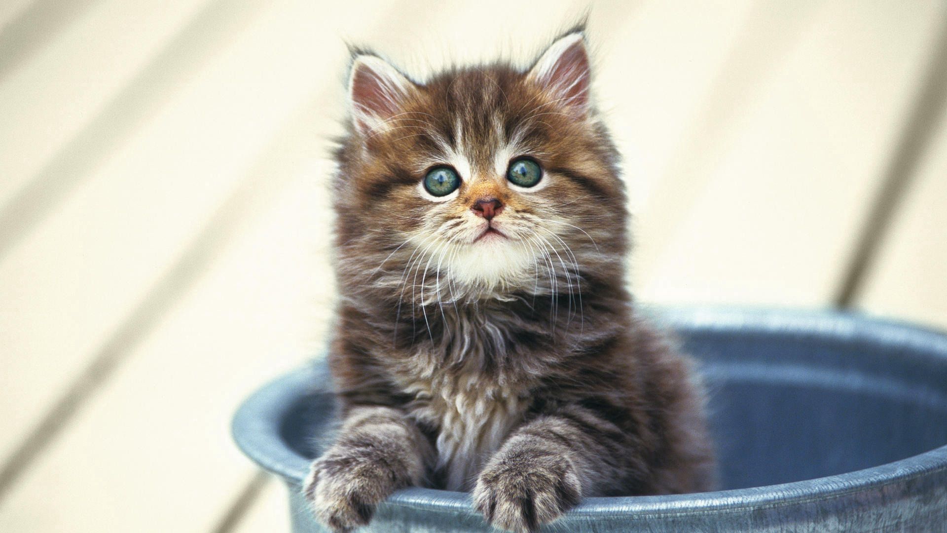 Laden Sie das Schnauze, Topf, Flauschige, Tiere, Kätzchen-Bild kostenlos auf Ihren PC-Desktop herunter