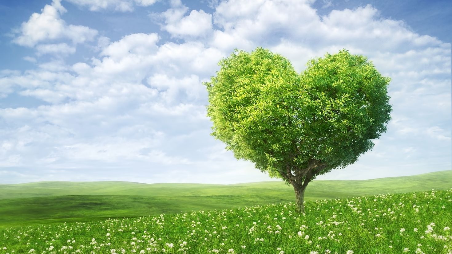 Дни неравнодушных людей. Дерево сердце. Дерево зеленое. Красивое дерево сердце. Дерево в виде сердца.