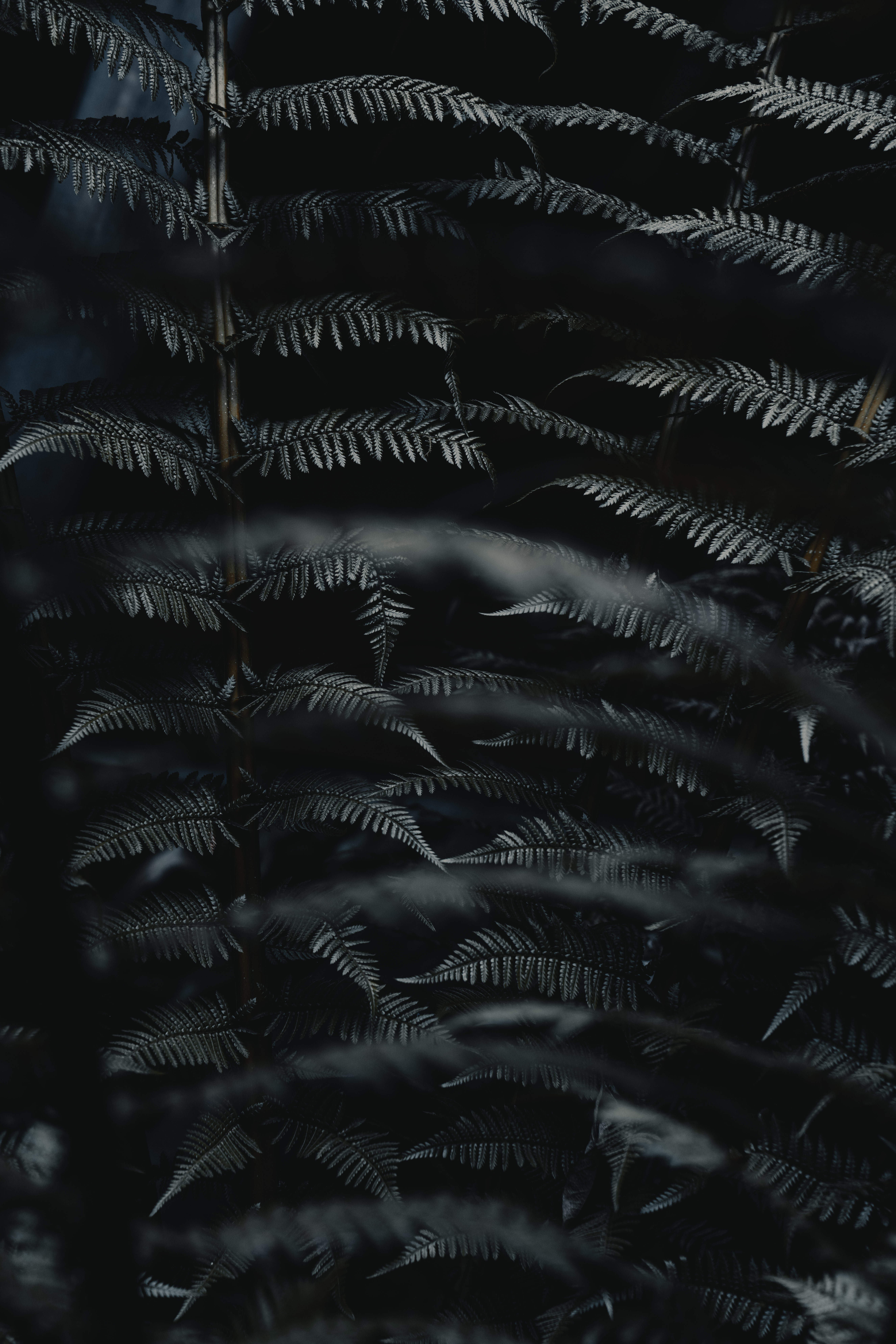 leaves, black, plant, macro, fern, carved, branch Free Background