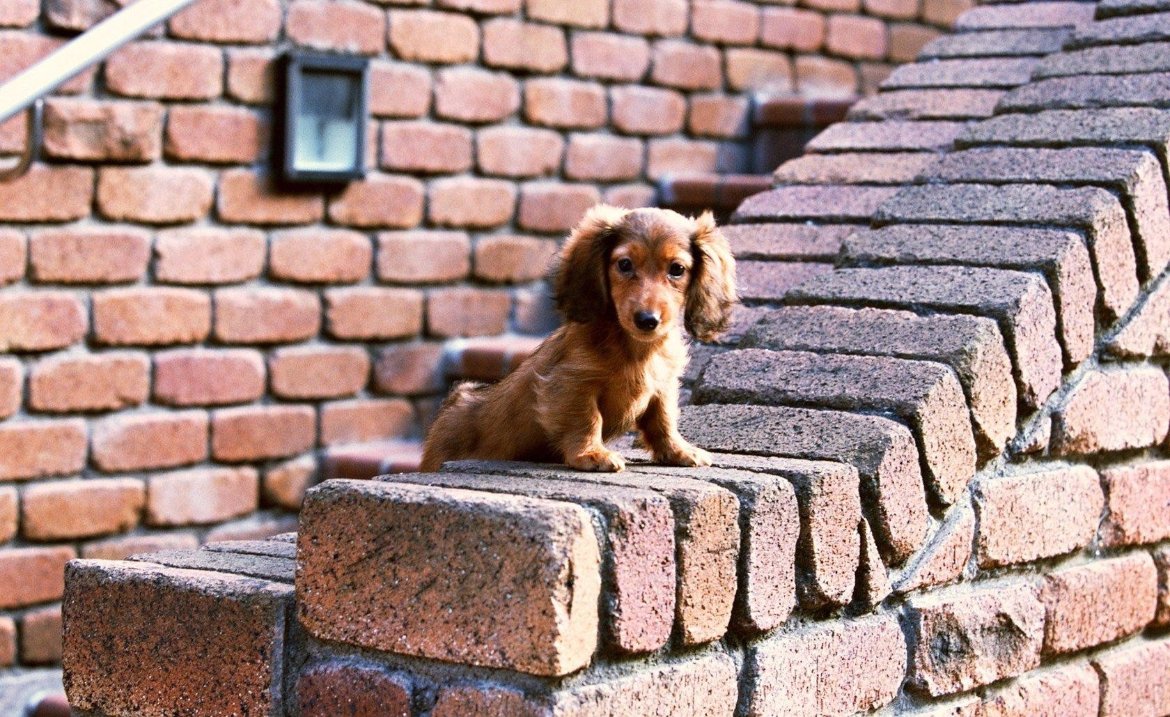animals, sit, puppy, bricks, ears Full HD