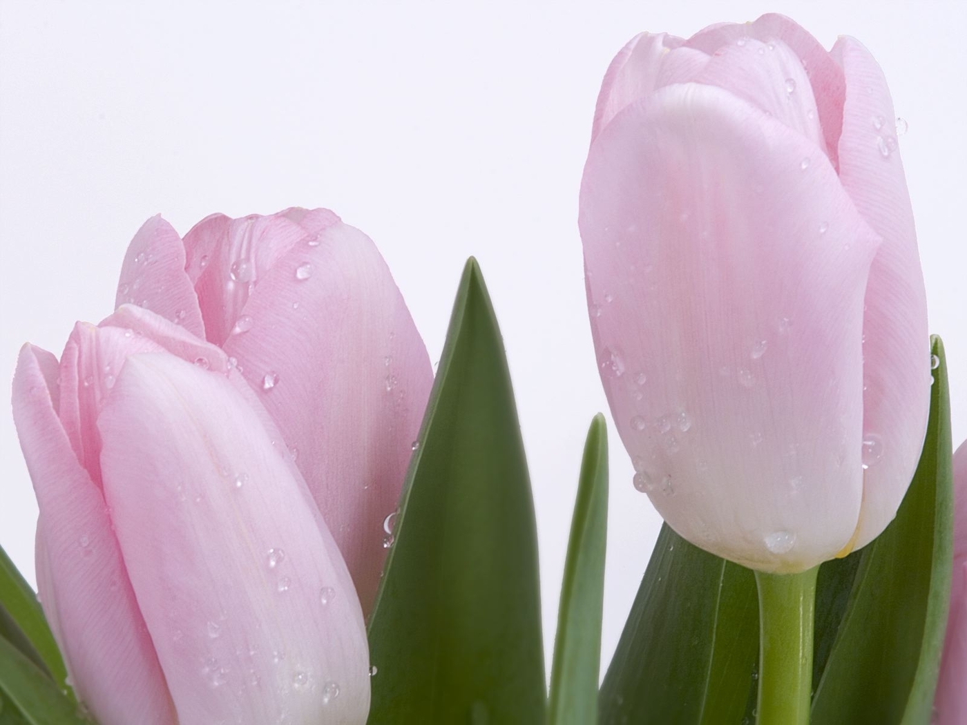 Descarga gratuita de fondo de pantalla para móvil de Drops, Plantas, Flores, Tulipanes.