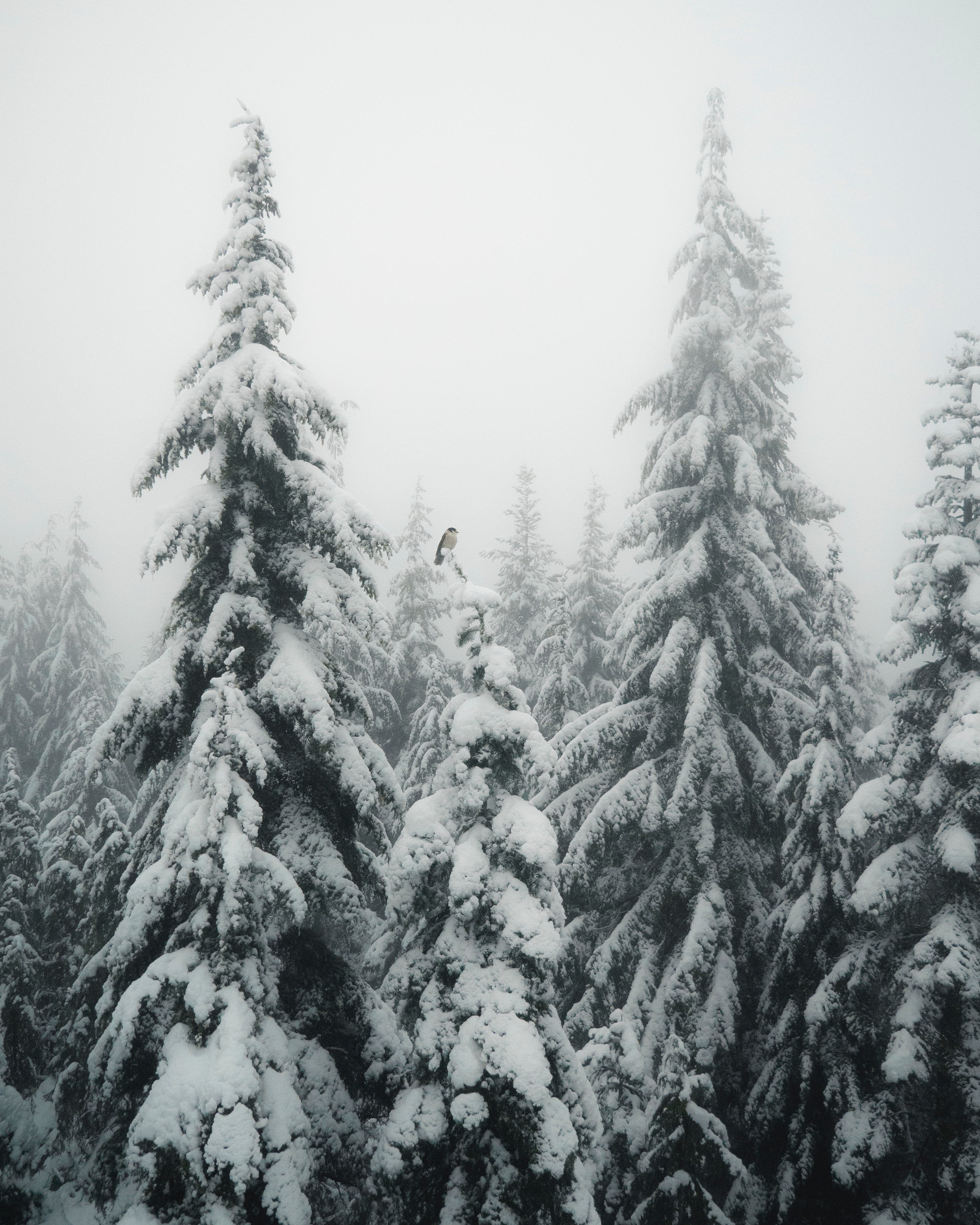 Download mobile wallpaper Ate, Snow, Winter, Fog, Nature, Bird for free.