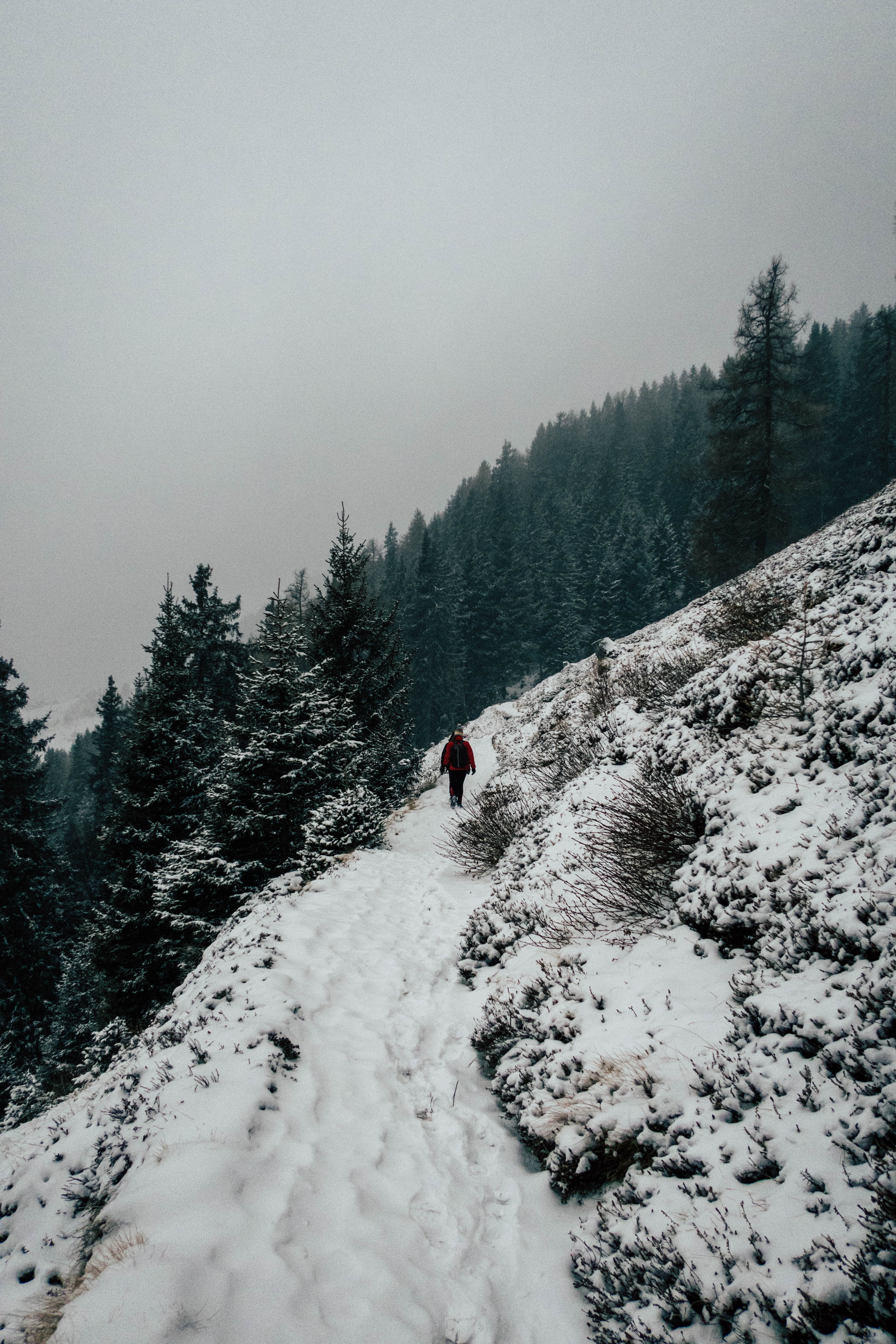 Laden Sie das Höhe, Elevation, Natur, Bäume, Schnee, Winter-Bild kostenlos auf Ihren PC-Desktop herunter