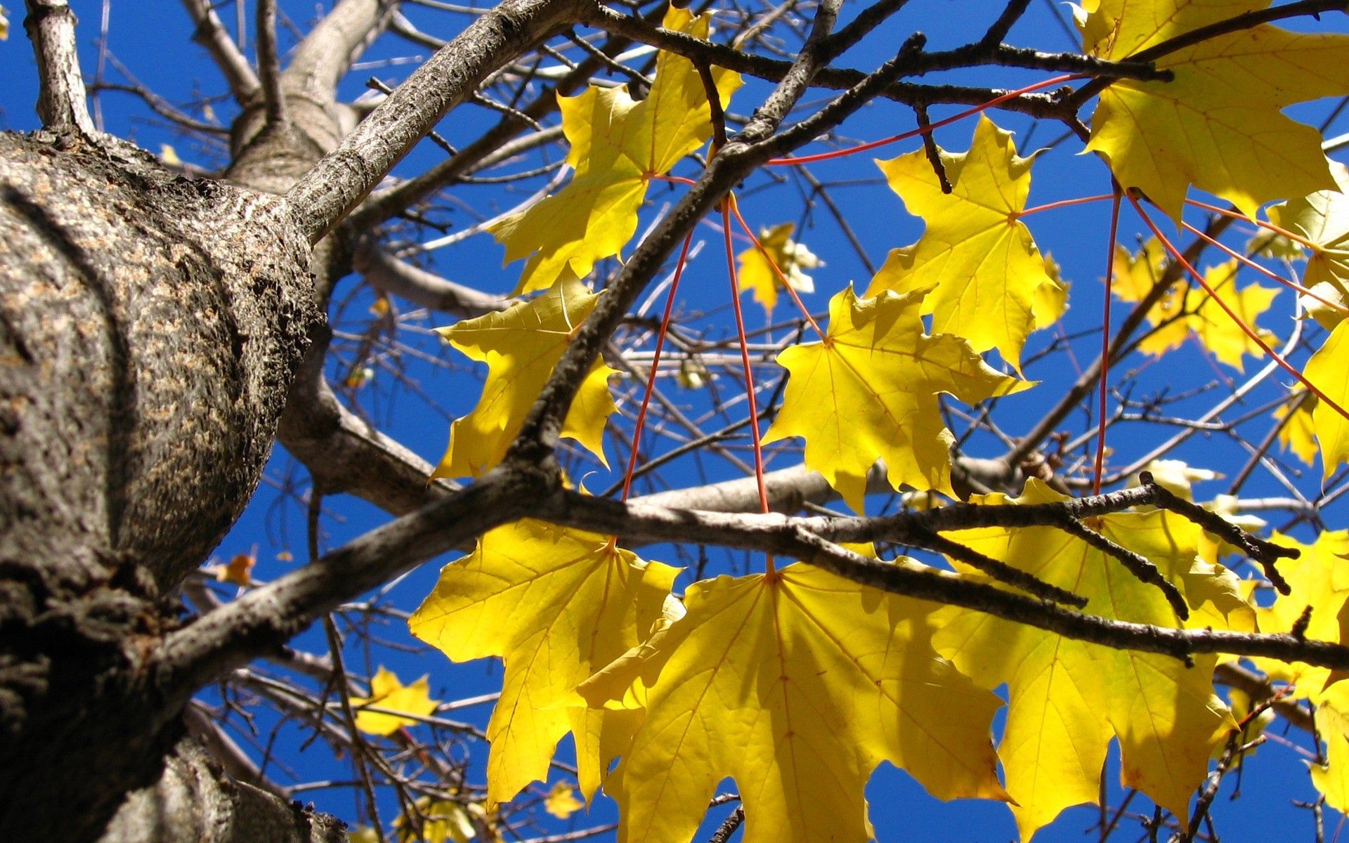 Laden Sie das Natur, Blätter, Holz, Baum, Geäst, Zweig, Ahorn, Kofferraum-Bild kostenlos auf Ihren PC-Desktop herunter