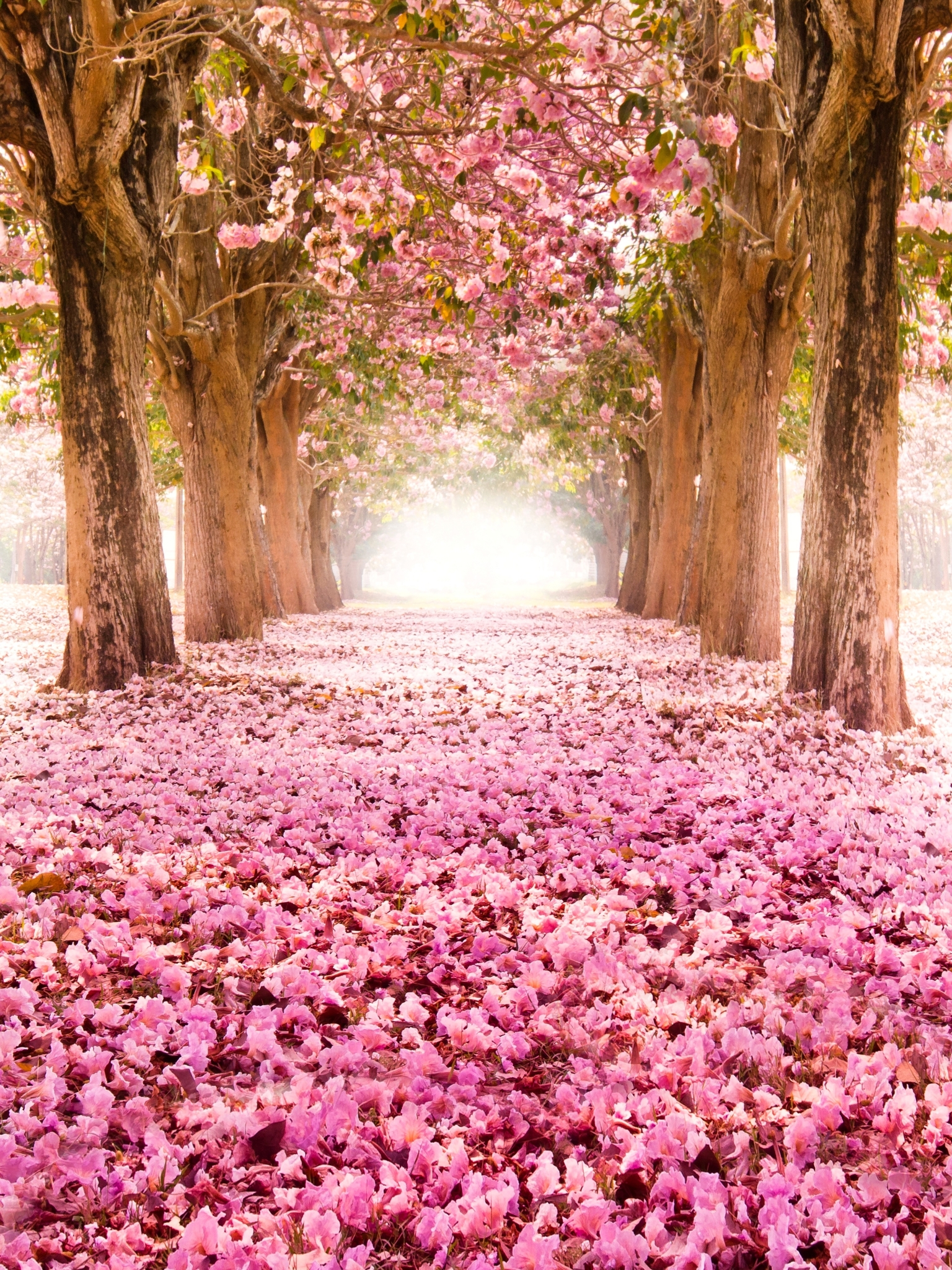 Beautiful Pink Blossom Flowers With Path Between Wood Fence And River In  Park HD Spring Background Wallpapers, HD Wallpapers