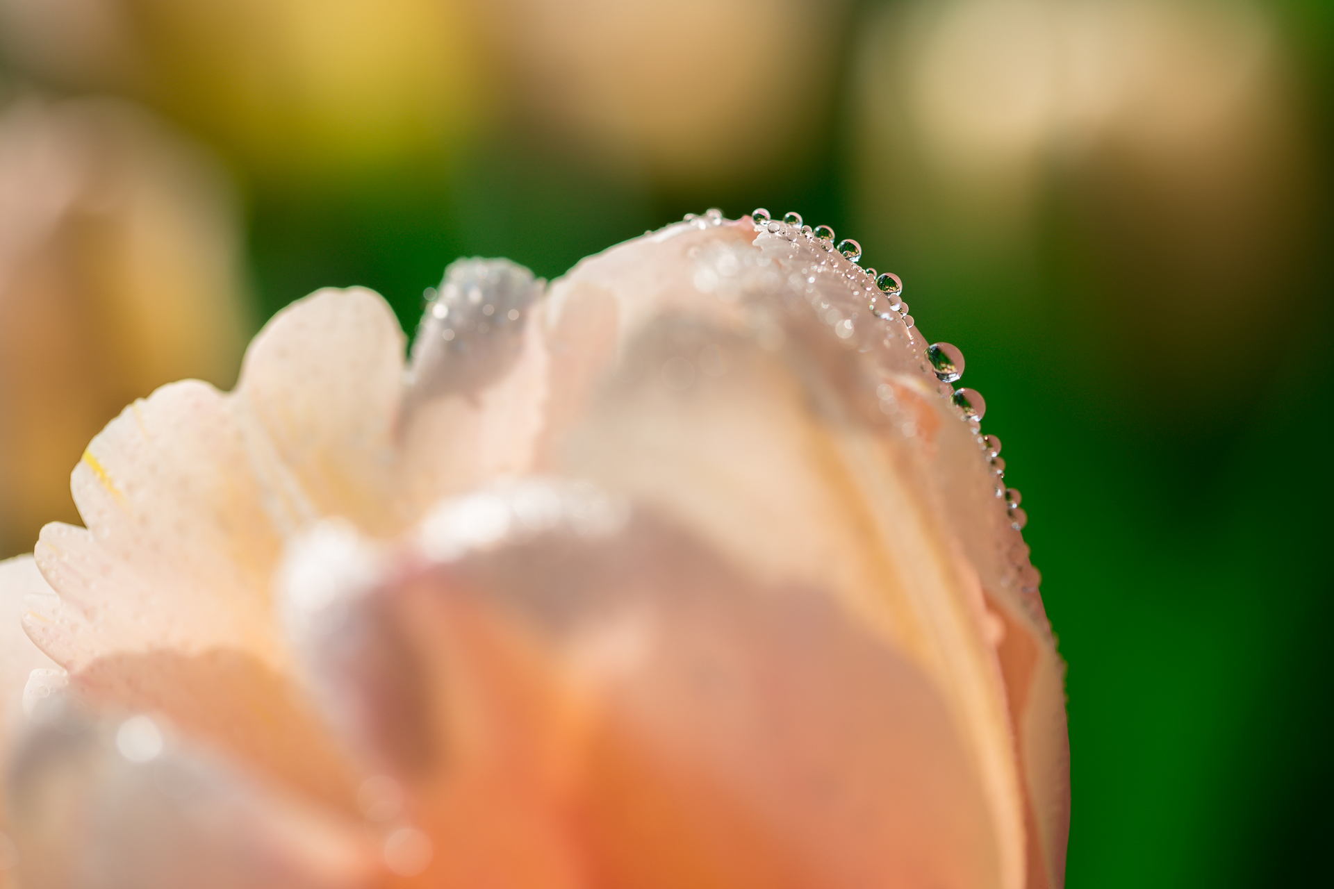 Laden Sie das Makro, Tulip, Drops, Blume, Tulpe, Blütenblätter-Bild kostenlos auf Ihren PC-Desktop herunter