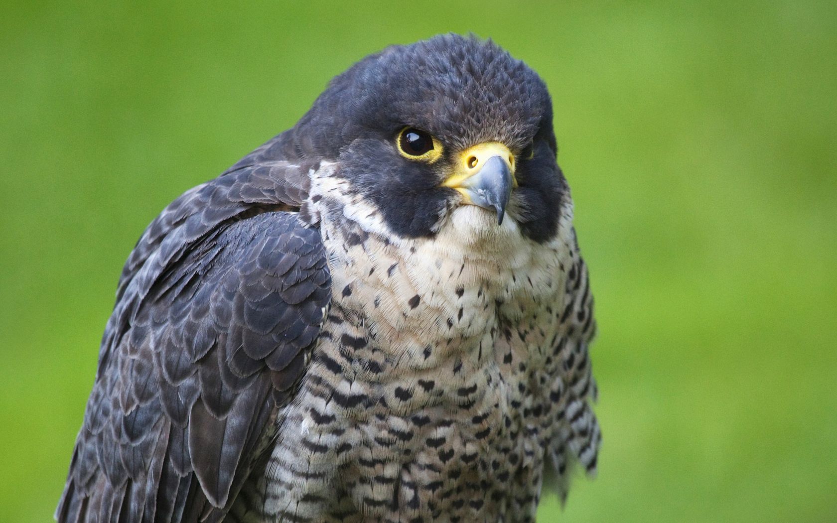 Laden Sie das Hawk, Vogel, Falke, Tiere, Raubtier, Predator-Bild kostenlos auf Ihren PC-Desktop herunter