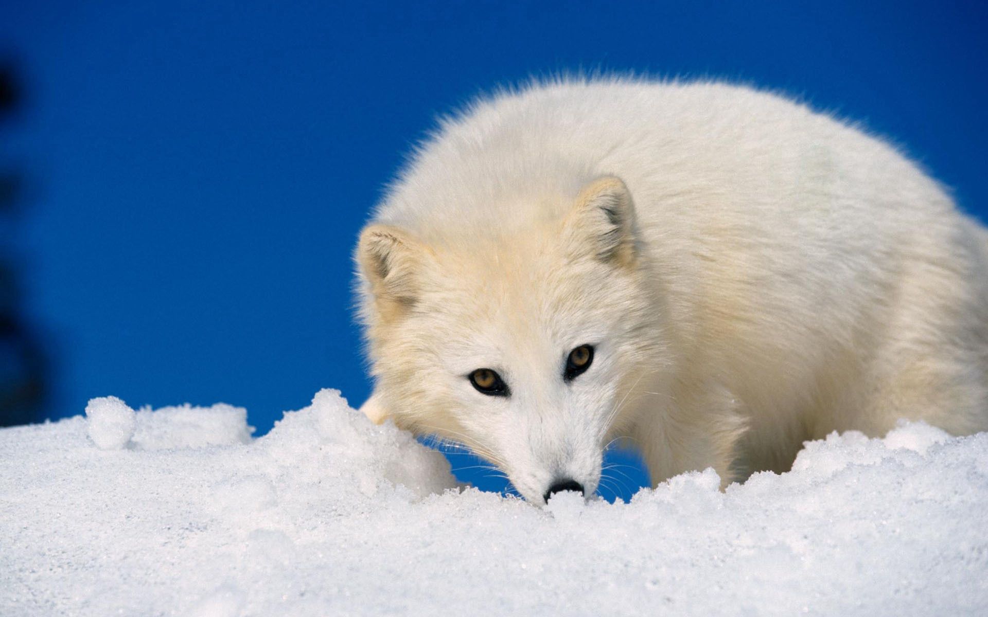animals, snow, muzzle, hunting, hunt, arctic fox for android