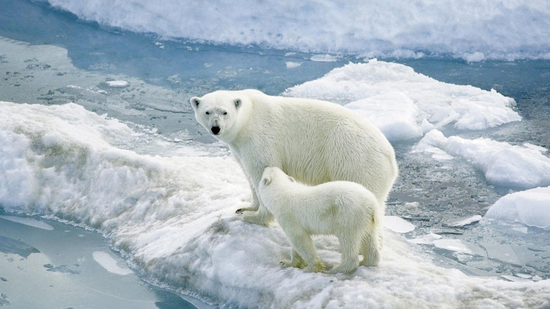 72713 скачать обои белые медведи, животные, ледник, детеныш, полярные медведи - заставки и картинки бесплатно