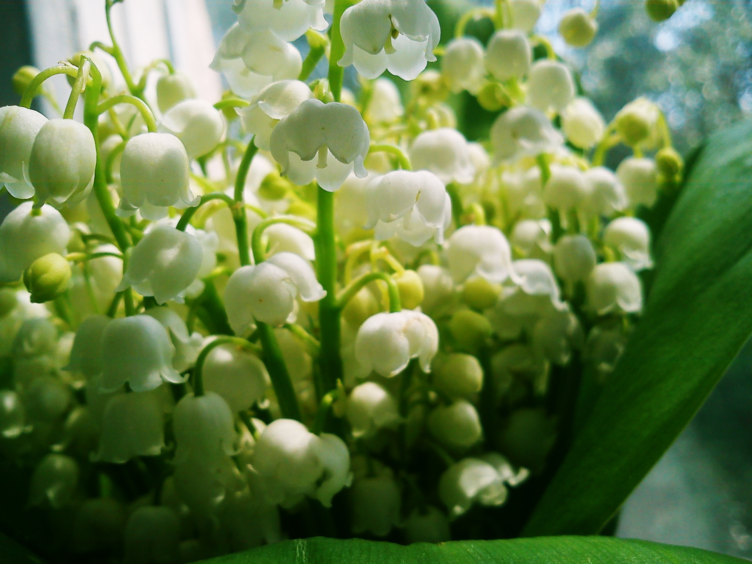 77170 Hintergrundbild herunterladen frühling, blumen, glockenblumen, maiglöckchen, strauß, bouquet, stimmung - Bildschirmschoner und Bilder kostenlos