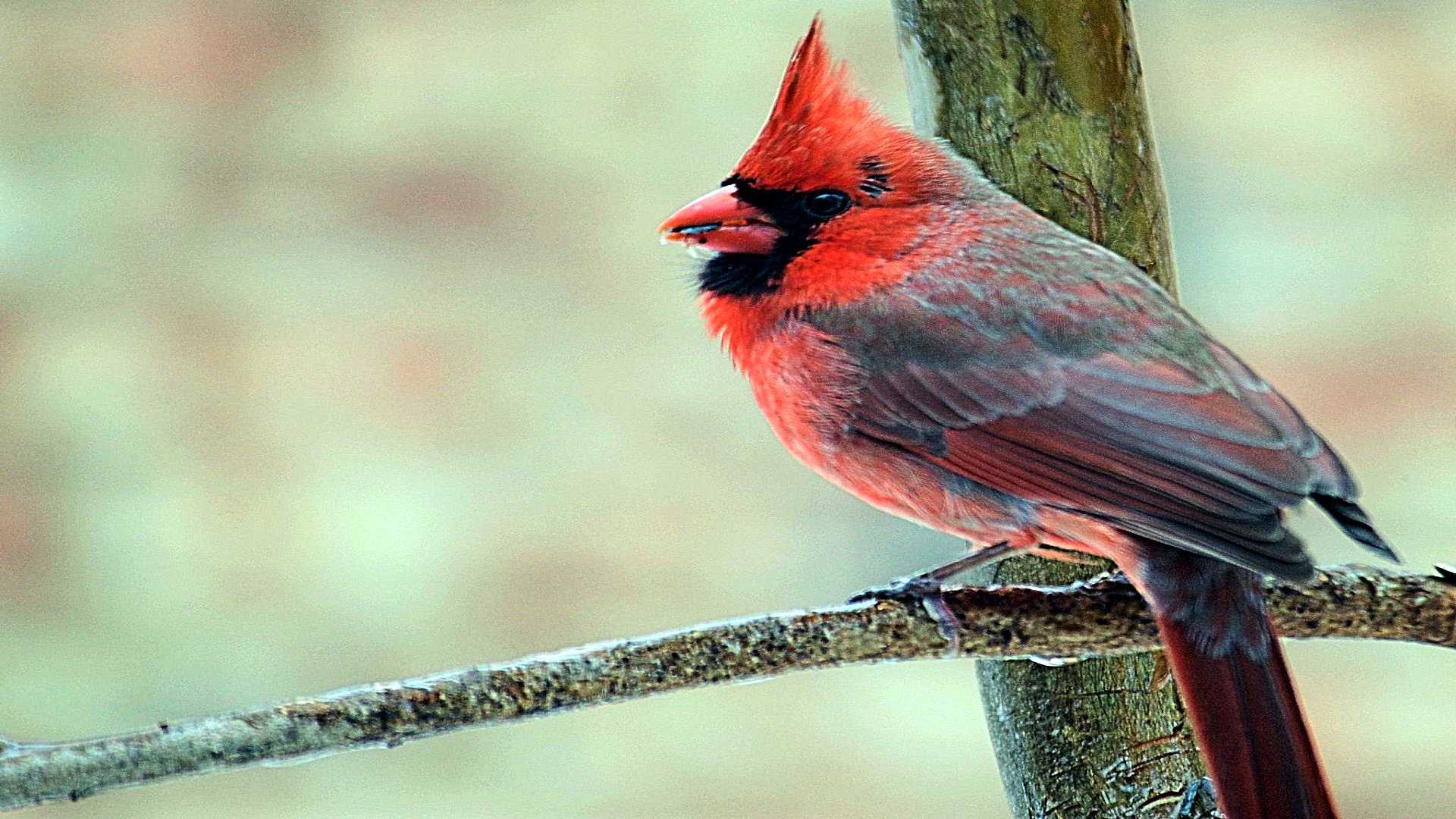 Free HD  Cardinal
