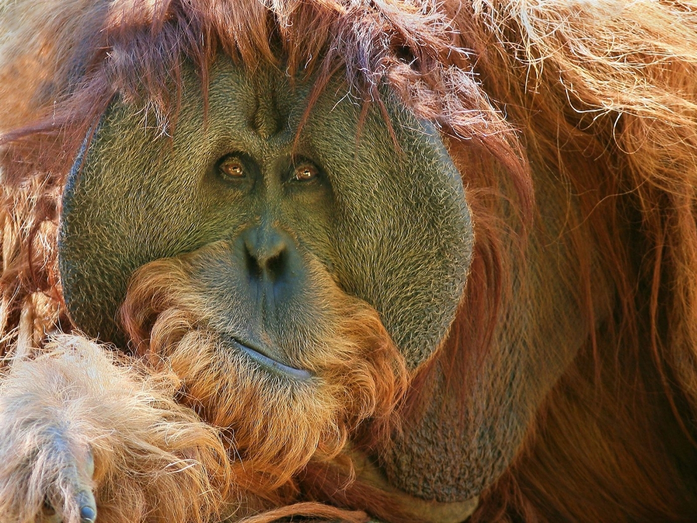 Фото обезьян с телефоном