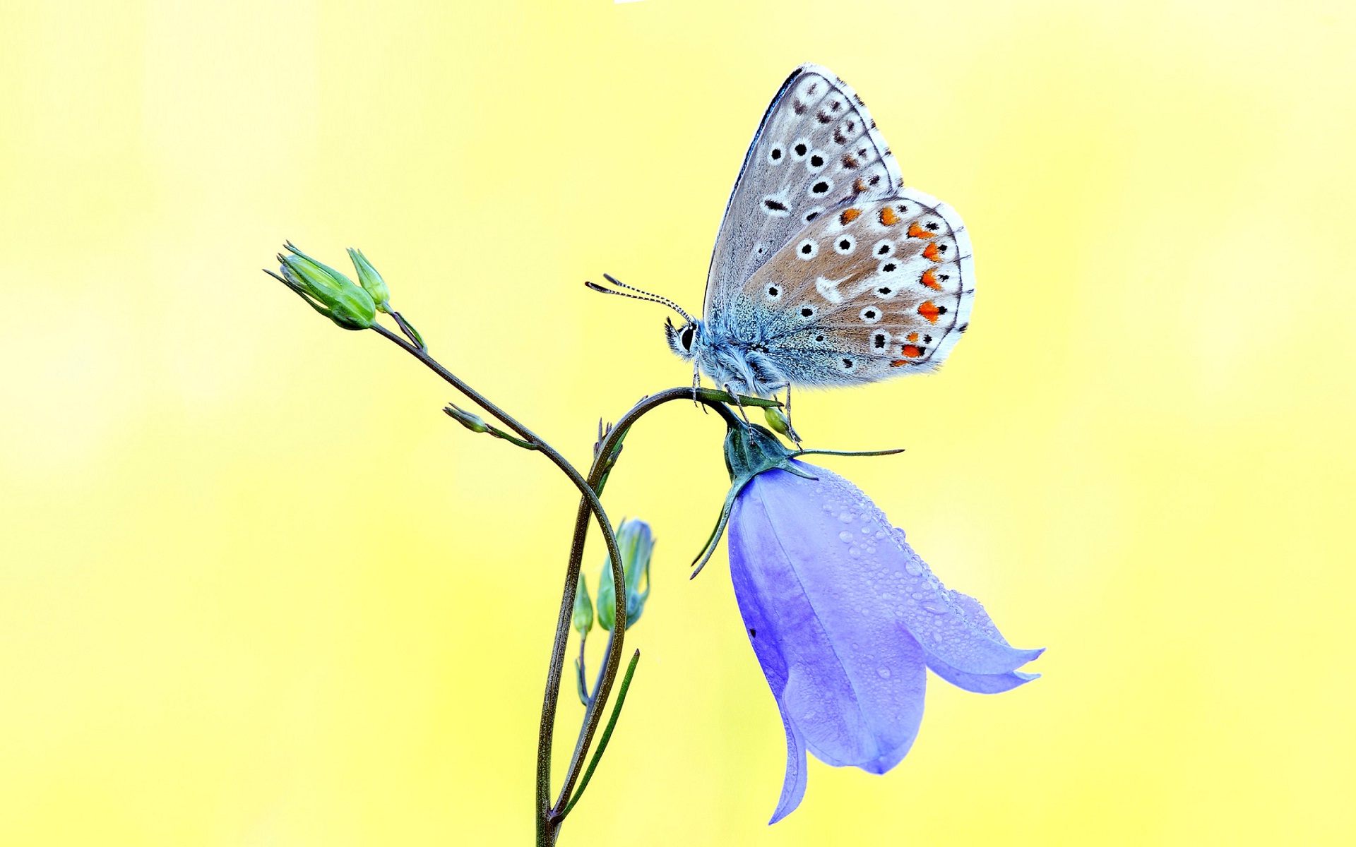 1503212 下載圖片 动物, 蝴蝶, 风铃草, 蓝花, 花, 宏 - 免費壁紙和屏保