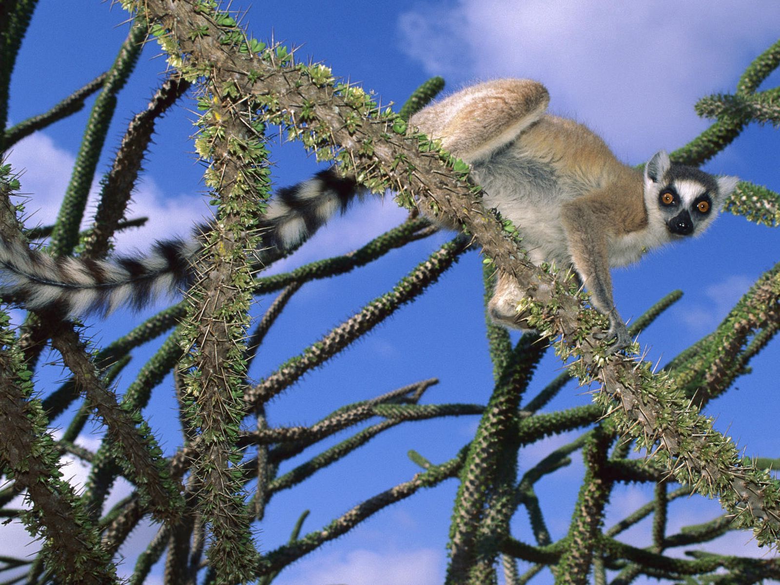 Download mobile wallpaper Lemur, Striped, Sweetheart, Climb, Nice, Animals, Trees for free.