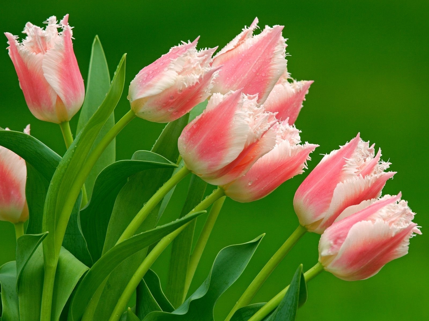 29724 télécharger l'image plantes, fleurs, tulipes, vert - fonds d'écran et économiseurs d'écran gratuits