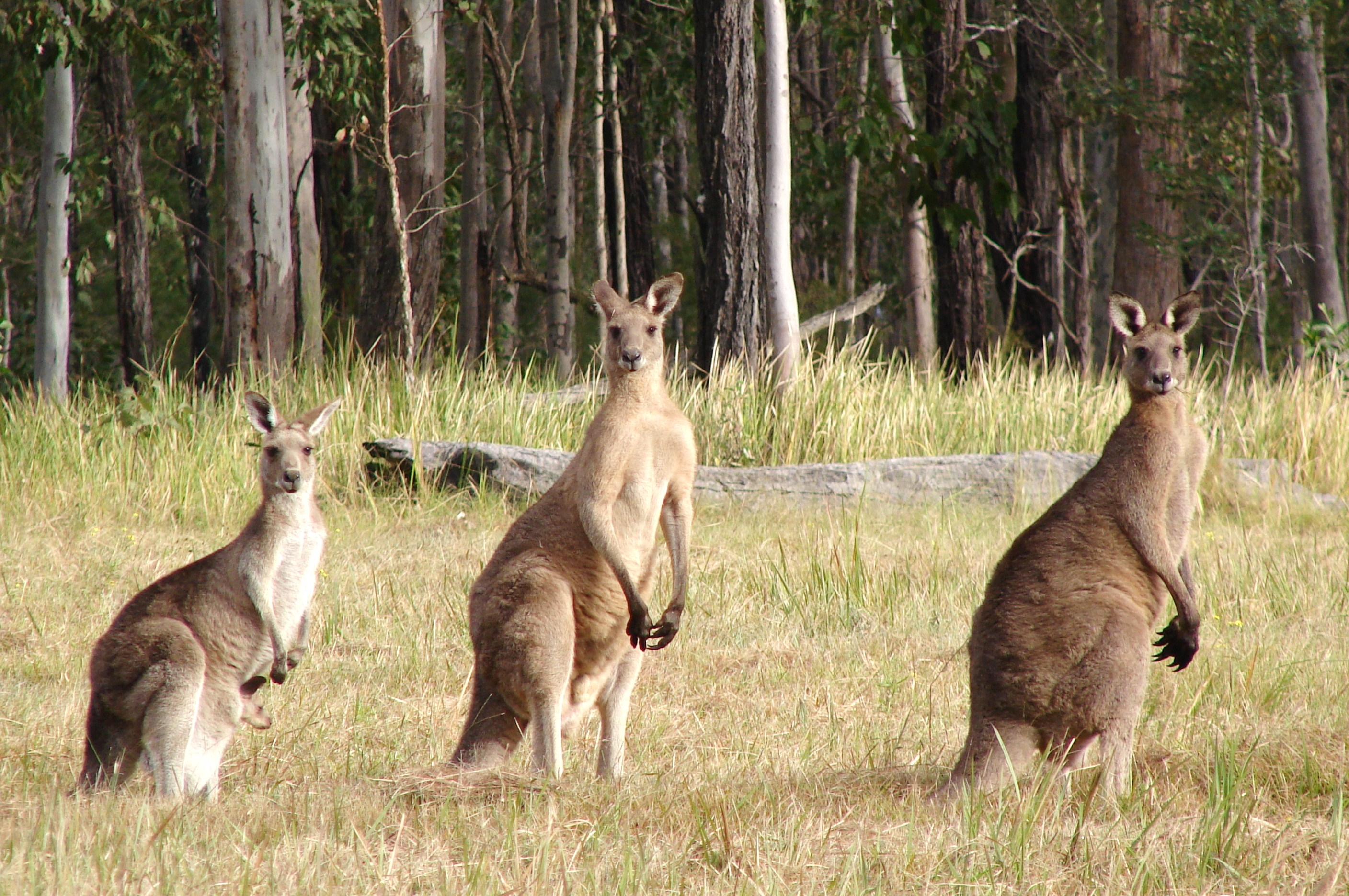 Laden Sie das Kangaroo, Drei, Feld, Tiere-Bild kostenlos auf Ihren PC-Desktop herunter