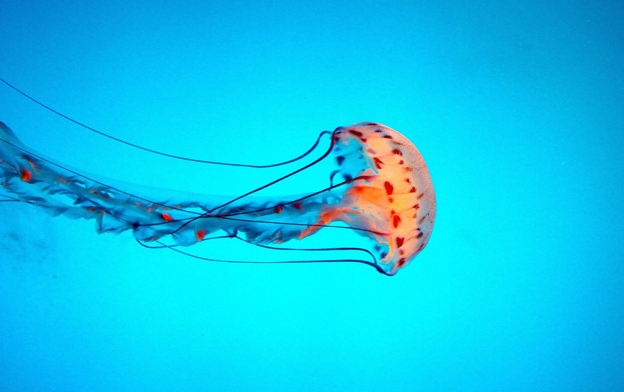 Щупальца медузы