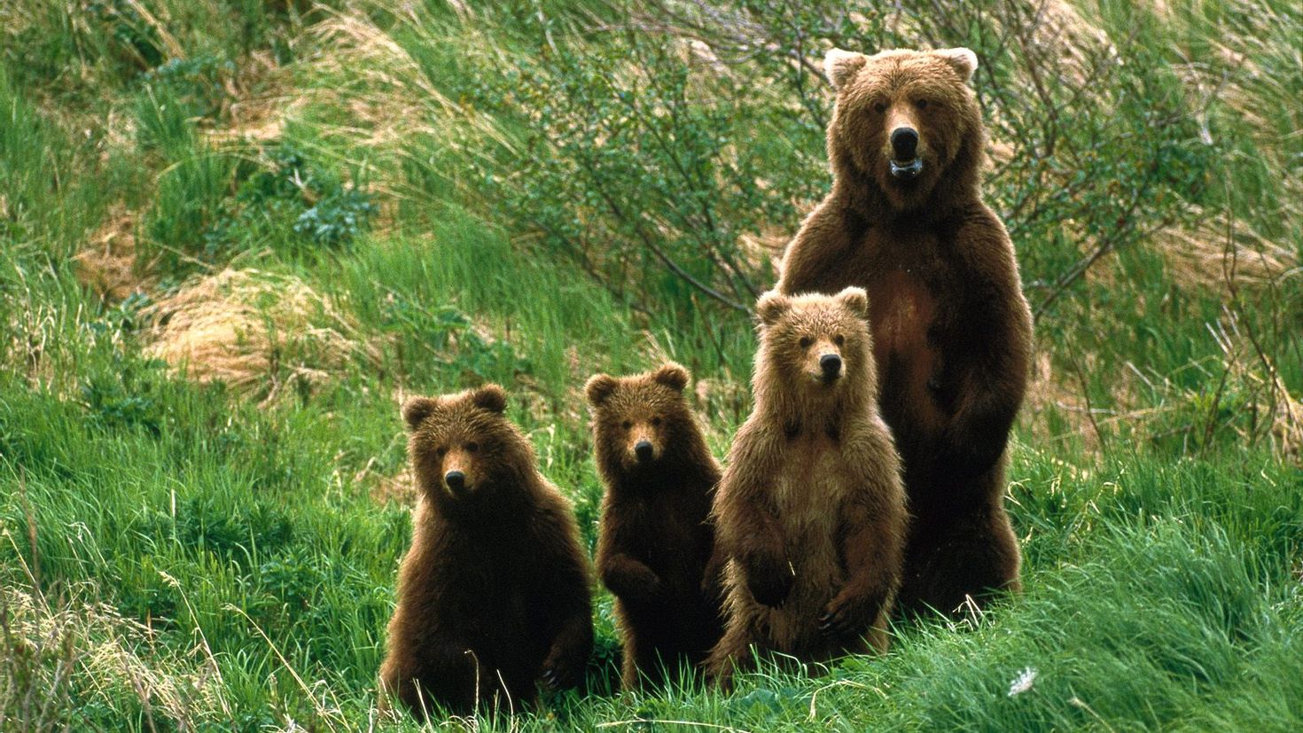 Популяция бурых медведей. Беловежская пуща медведи. Медвежья семья. Четыре медведя. Медведь с медвежонком.