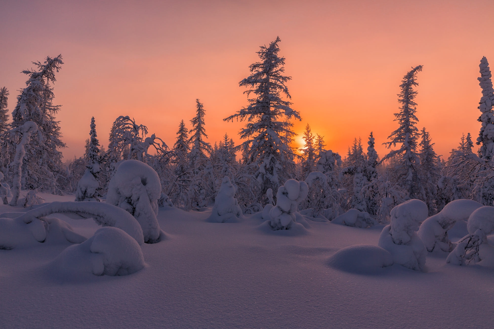 Салехард снег. Сибирь зимой. Природа Сибири зима. Зимняя Тайга. Тундра зимой.