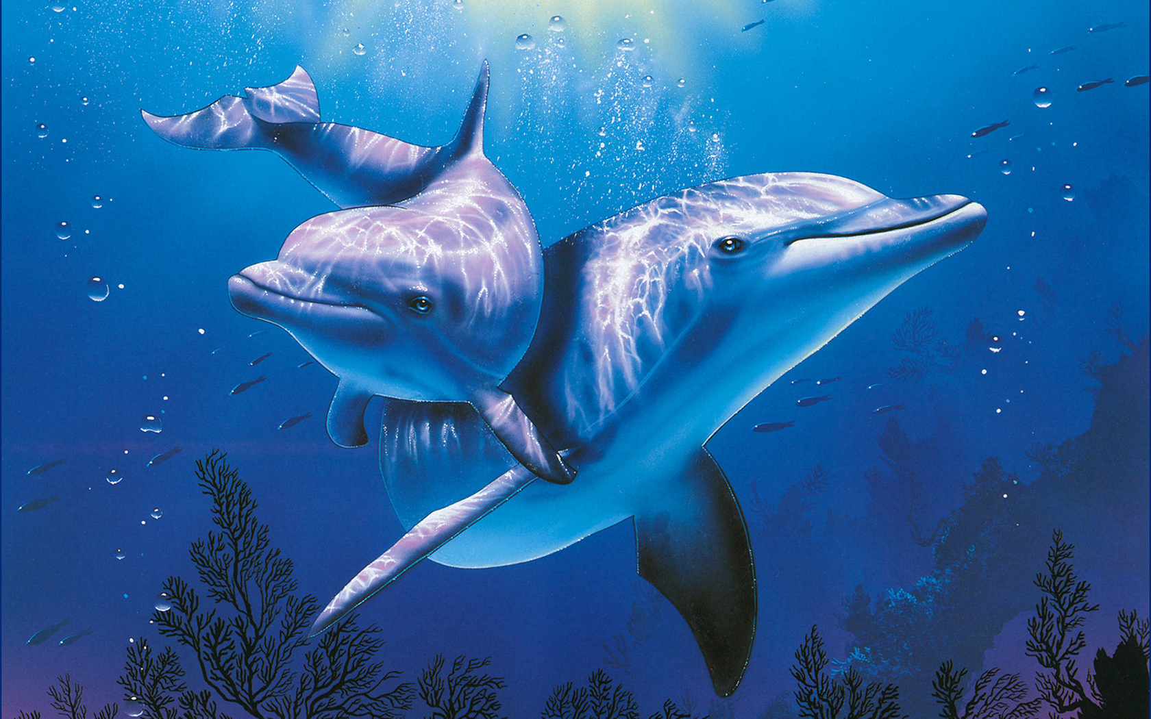 555911 免費下載壁紙 动物, 海豚 屏保和圖片
