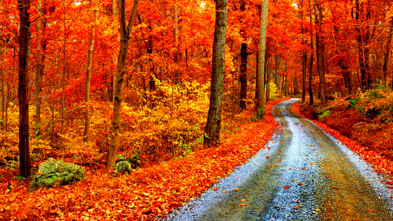 Осень разноцветная и дорога