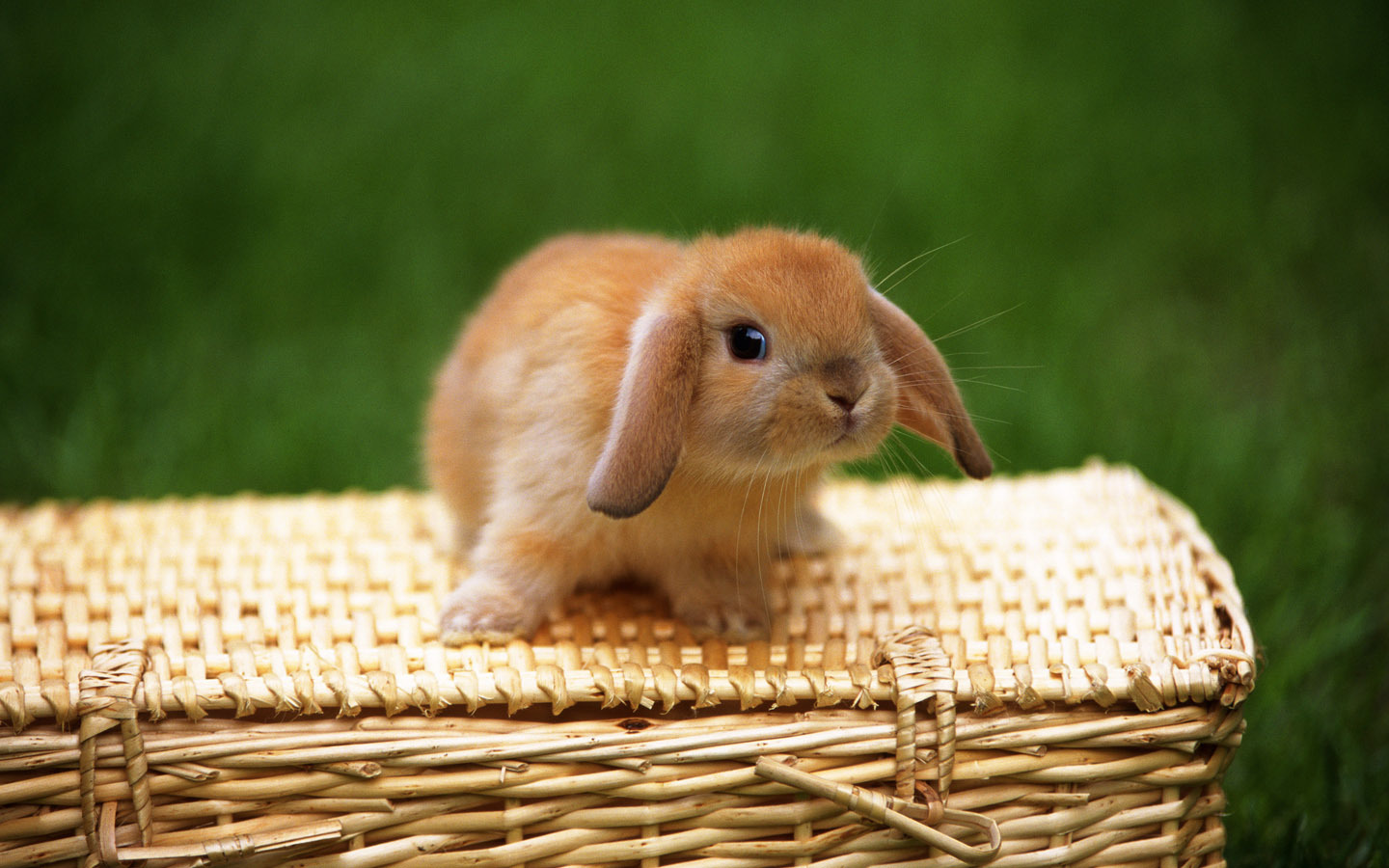 21485 Bildschirmschoner und Hintergrundbilder Kaninchen auf Ihrem Telefon. Laden Sie  Bilder kostenlos herunter