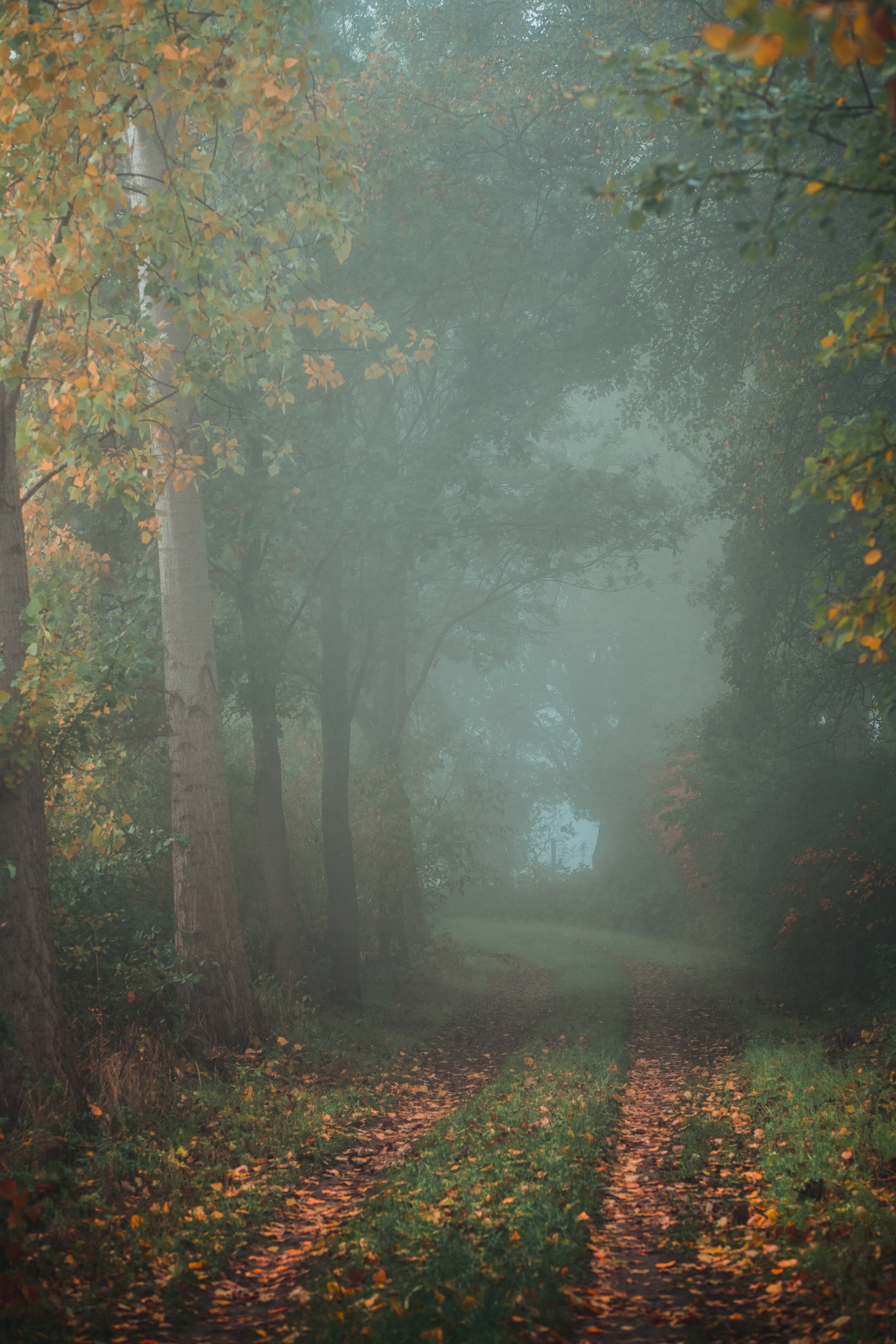 81308 скачать обои природа, осень, тропа, лес, туман - заставки и картинки бесплатно